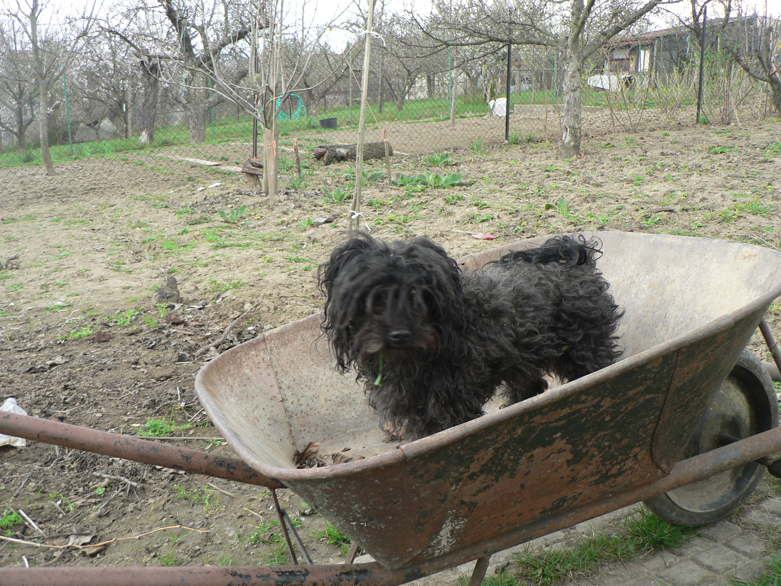 Zahrada 11.4.2010 032.JPG