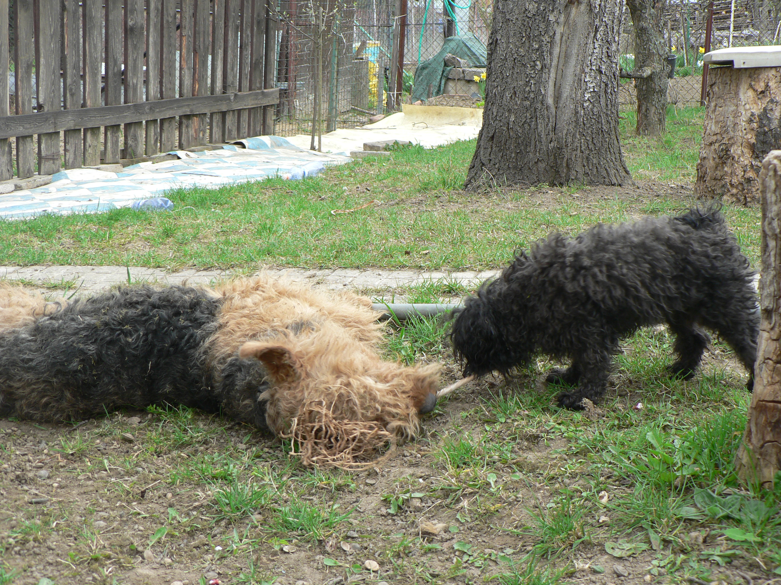 Zahrada 11.4.2010 072.JPG